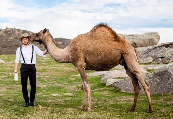 Sữa lạc đà có thực sự tốt như đồn thổi? - Hình 6 Sua lac da co thuc su tot nhu don thoi?-Hinh-6