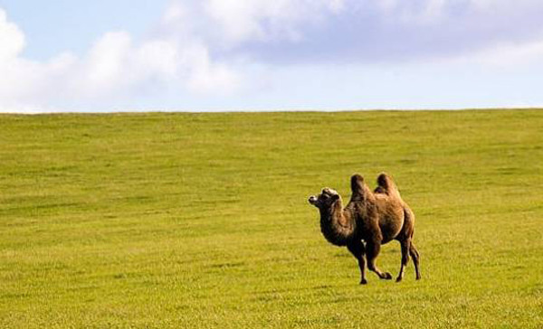 Sữa lạc đà có thực sự tốt như đồn thổi? - Hình 7 Sua lac da co thuc su tot nhu don thoi?-Hinh-7