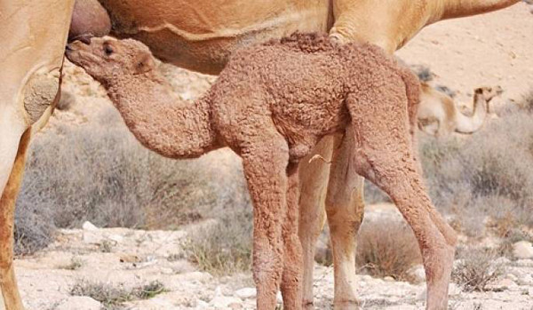 Sữa lạc đà có thực sự tốt như đồn thổi? - Hình 8 Sua lac da co thuc su tot nhu don thoi?-Hinh-8