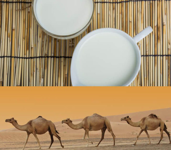 Sữa lạc đà có thực sự tốt như đồn thổi? - Hình 3 Sua lac da co thuc su tot nhu don thoi?-Hinh-3