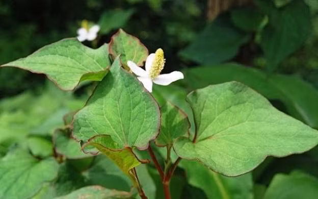 Bat ngo hieu qua lam dep tu nhung loai rau quen thuoc-Hinh-5