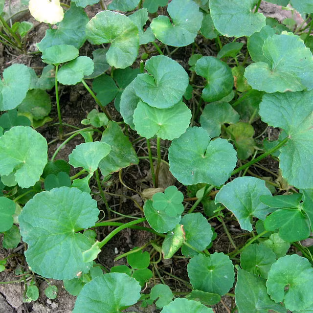 Bat ngo hieu qua lam dep tu nhung loai rau quen thuoc-Hinh-2