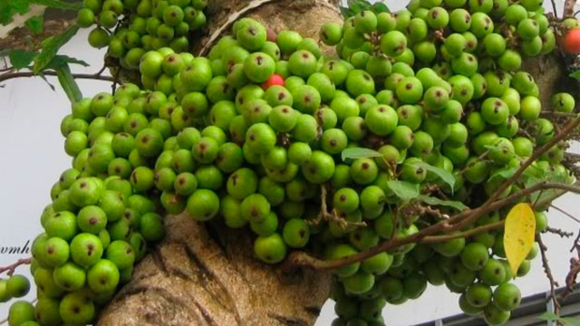 Lợi ích bất ngờ từ thứ quả rẻ tiền, mọc đầy trong vườn nhà - Hình 4 Loi ich bat ngo tu thu qua re tien, moc day trong vuon nha-Hinh-4