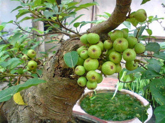 Lợi ích bất ngờ từ thứ quả rẻ tiền, mọc đầy trong vườn nhà - Hình 6 Loi ich bat ngo tu thu qua re tien, moc day trong vuon nha-Hinh-6