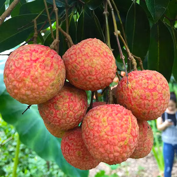 He den, an ngay nhung loai trai cay giam can nay-Hinh-10