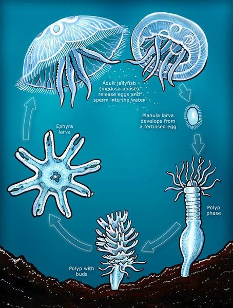 Vì sao sứa Turritopsis dohrnii có thể bất tử? - Hình 7 Vi sao sua Turritopsis dohrnii co the bat tu?-Hinh-7