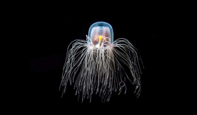 Vì sao sứa Turritopsis dohrnii có thể bất tử? - Hình 9 Vi sao sua Turritopsis dohrnii co the bat tu?-Hinh-9