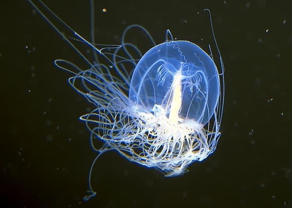 Vì sao sứa Turritopsis dohrnii có thể bất tử? - Hình 8 Vi sao sua Turritopsis dohrnii co the bat tu?-Hinh-8