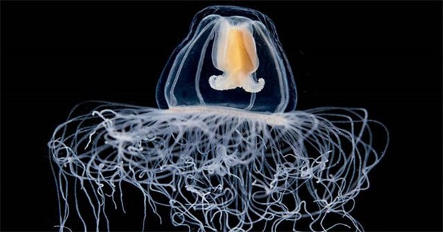 Vì sao sứa Turritopsis dohrnii có thể bất tử? - Hình 3 Vi sao sua Turritopsis dohrnii co the bat tu?-Hinh-3
