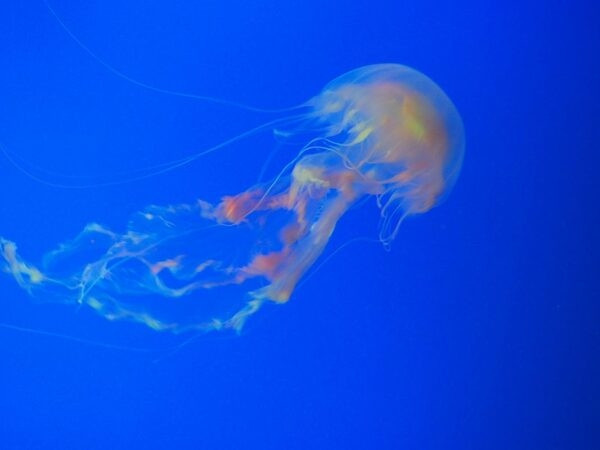 Vì sao sứa Turritopsis dohrnii có thể bất tử? - Hình 6 Vi sao sua Turritopsis dohrnii co the bat tu?-Hinh-6