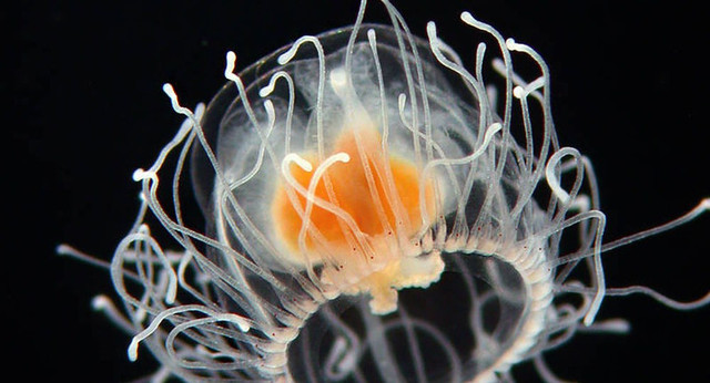 Vì sao sứa Turritopsis dohrnii có thể bất tử? - Hình 5 Vi sao sua Turritopsis dohrnii co the bat tu?-Hinh-5