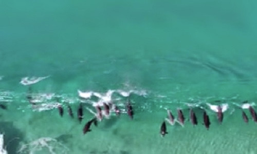 Bat ngo xem ca dan ca voi dua gion voi song bien