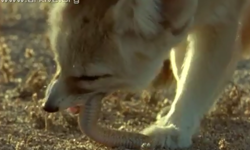 Cáo tai to khôn ngoan hạ gục rắn độc có sừng Cao tai to khon ngoan ha guc ran doc co sung