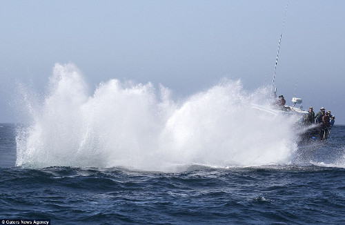 Cá voi nhảy tung bọt nước trắng xóa ngay trước mũi tàu - Hình 5 Ca voi nhay tung bot nuoc trang xoa ngay truoc mui tau-Hinh-5