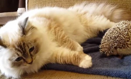 Đau bụng cười mèo ngồi lên nhím kiểng Dau bung cuoi meo ngoi len nhim kieng