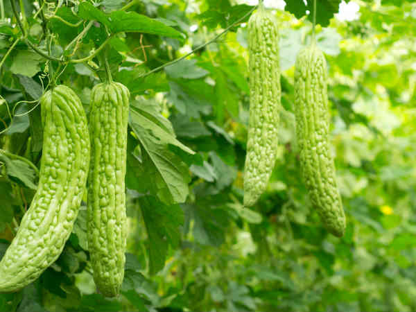 Mướp đắng có lợi cho sức khỏe, nhưng ăn nhiều ảnh hưởng dạ dày và xương - Hình 7 Muop dang co loi cho suc khoe, nhung an nhieu anh huong da day va xuong-Hinh-7