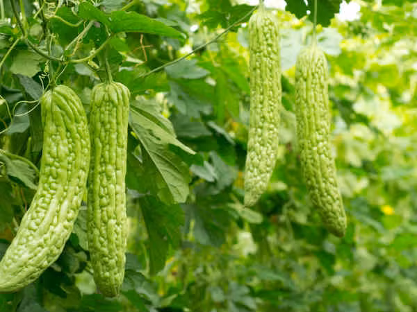 Muop dang co loi cho suc khoe, nhung an nhieu anh huong da day va xuong-Hinh-7