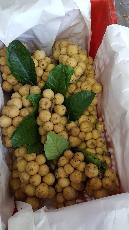 Bòn bon nhiều lợi ích thế này, bạn chớ dại bỏ qua... - Hình 7 Bon bon nhieu loi ich the nay, ban cho dai bo qua...-Hinh-7