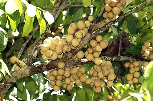 Bòn bon nhiều lợi ích thế này, bạn chớ dại bỏ qua... - Hình 10 Bon bon nhieu loi ich the nay, ban cho dai bo qua...-Hinh-10