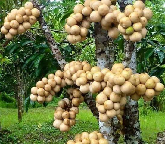 Bòn bon nhiều lợi ích thế này, bạn chớ dại bỏ qua... - Hình 2 Bon bon nhieu loi ich the nay, ban cho dai bo qua...-Hinh-2