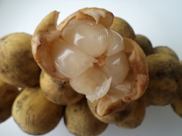 Bòn bon nhiều lợi ích thế này, bạn chớ dại bỏ qua... - Hình 4 Bon bon nhieu loi ich the nay, ban cho dai bo qua...-Hinh-4