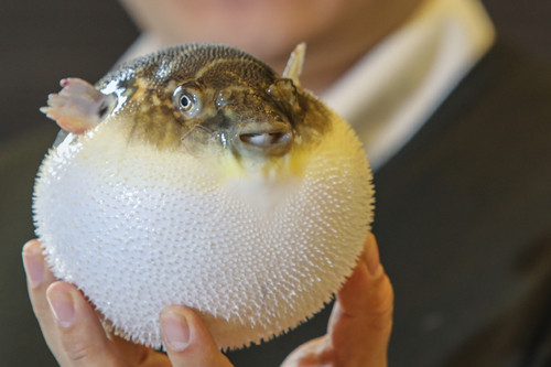 Những món thực khách vừa ăn vừa run Nhung mon thuc khach vua an vua run