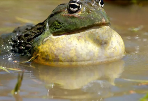 Những món thực khách vừa ăn vừa run - Hình 10 Nhung mon thuc khach vua an vua run-Hinh-10