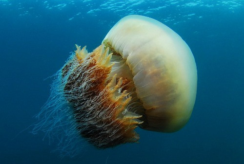 Những món thực khách vừa ăn vừa run - Hình 9 Nhung mon thuc khach vua an vua run-Hinh-9