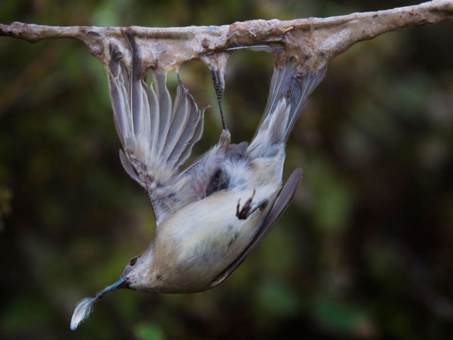 Khám phá món ăn 'đệ nhất tàn ác', ăn cũng phải trốn - Hình 3 Kham pha mon an 'de nhat tan ac', an cung phai tron-Hinh-3