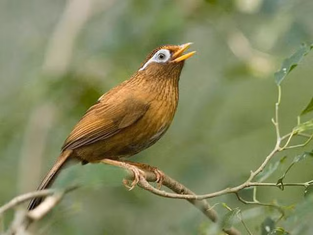 Khám phá món ăn 'đệ nhất tàn ác', ăn cũng phải trốn - Hình 2 Kham pha mon an 'de nhat tan ac', an cung phai tron-Hinh-2