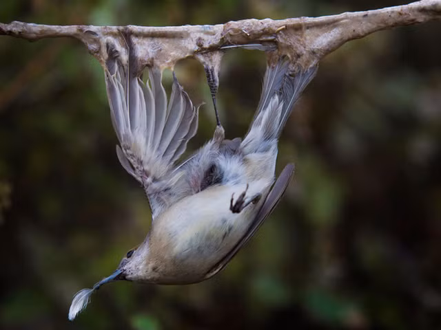 Khám phá món ăn 'đệ nhất tàn ác', ăn cũng phải trốn - Hình 3 Kham pha mon an 'de nhat tan ac', an cung phai tron-Hinh-3