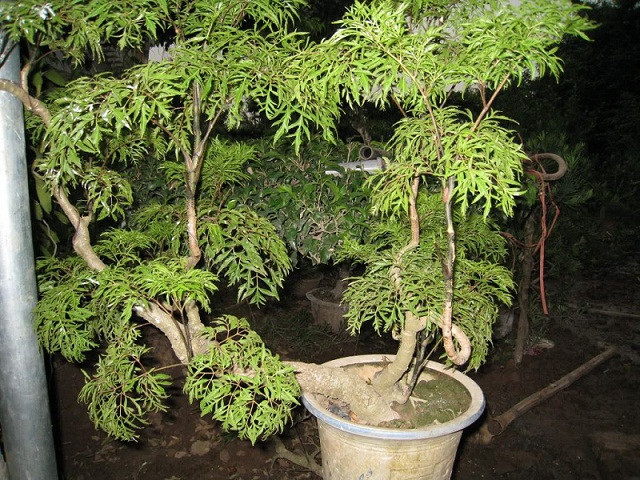 Những công dụng hữu ích từ cây đinh lăng không phải ai cũng biết - Hình 6 Nhung cong dung huu ich tu cay dinh lang khong phai ai cung biet-Hinh-6