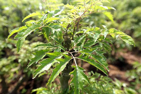 Những công dụng hữu ích từ cây đinh lăng không phải ai cũng biết Nhung cong dung huu ich tu cay dinh lang khong phai ai cung biet