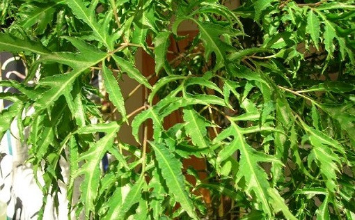 Những công dụng hữu ích từ cây đinh lăng không phải ai cũng biết - Hình 2 Nhung cong dung huu ich tu cay dinh lang khong phai ai cung biet-Hinh-2