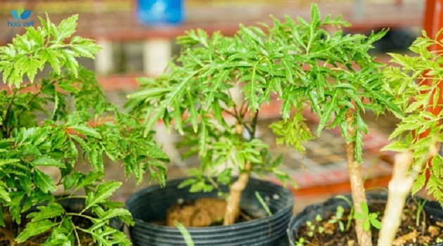 Những công dụng hữu ích từ cây đinh lăng không phải ai cũng biết - Hình 8 Nhung cong dung huu ich tu cay dinh lang khong phai ai cung biet-Hinh-8