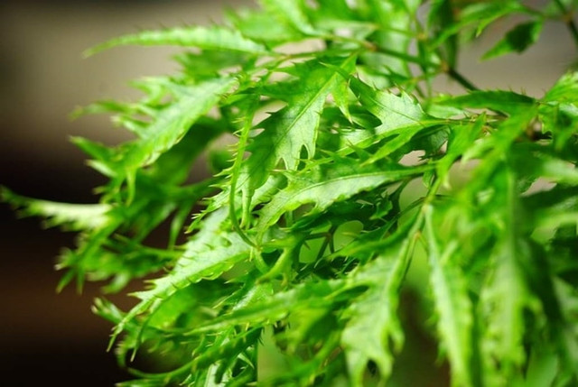 Những công dụng hữu ích từ cây đinh lăng không phải ai cũng biết - Hình 7 Nhung cong dung huu ich tu cay dinh lang khong phai ai cung biet-Hinh-7