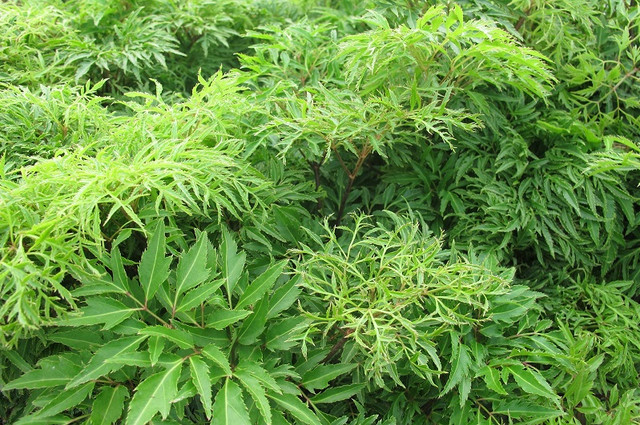 Những công dụng hữu ích từ cây đinh lăng không phải ai cũng biết - Hình 4 Nhung cong dung huu ich tu cay dinh lang khong phai ai cung biet-Hinh-4