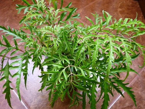 Những công dụng hữu ích từ cây đinh lăng không phải ai cũng biết - Hình 3 Nhung cong dung huu ich tu cay dinh lang khong phai ai cung biet-Hinh-3