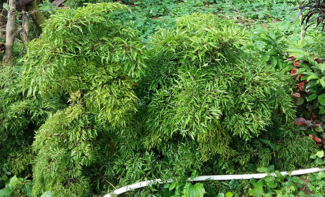 Những công dụng hữu ích từ cây đinh lăng không phải ai cũng biết - Hình 9 Nhung cong dung huu ich tu cay dinh lang khong phai ai cung biet-Hinh-9