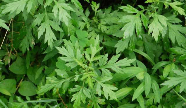 Hat bi ngo, hat du du tieu diet giun san tan goc, khong can dung thuoc-Hinh-5