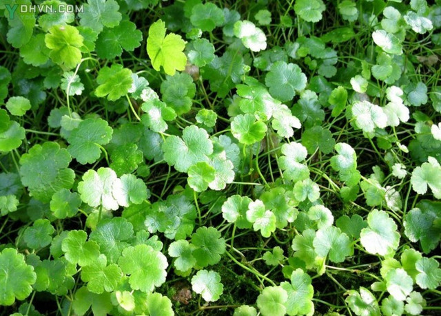 Những công thức từ rau má giúp trị sẹo rỗ nhanh chóng - Hình 10 Nhung cong thuc tu rau ma giup tri seo ro nhanh chong-Hinh-10