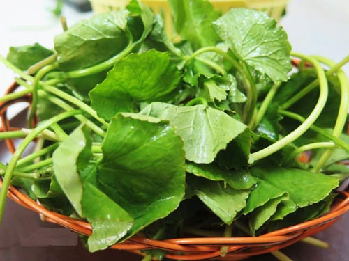 Những công thức từ rau má giúp trị sẹo rỗ nhanh chóng - Hình 2 Nhung cong thuc tu rau ma giup tri seo ro nhanh chong-Hinh-2