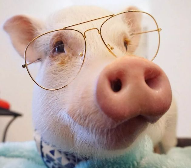 Tử vi tuần mới từ 10/5/2021 đến 16/5/2021 cho 12 con giáp - Hình 12 Tu vi tuan moi tu 10/5/2021 den 16/5/2021 cho 12 con giap-Hinh-12