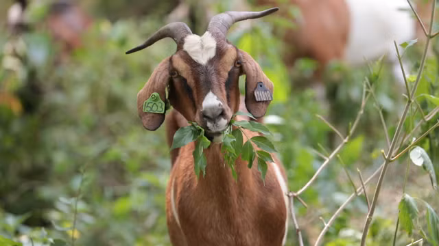 Tu vi ngay 6/5/2021 cho 12 con giap: Ty loi nhuan kech xu, Mui dinh thi phi-Hinh-8