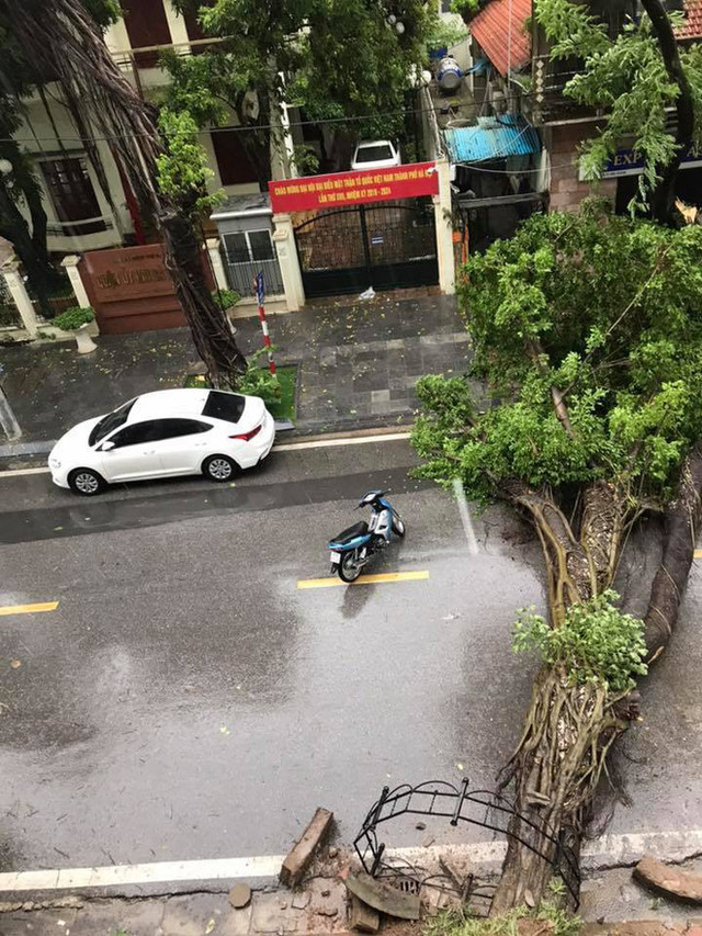 Hình ảnh Hà Nội mưa lớn, nhiều ô tô bị cây đổ đè bẹp Hinh anh Ha Noi mua lon, nhieu o to bi cay do de bep