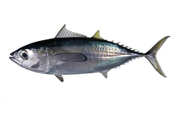 Ăn cá sai cách coi chừng rước bệnh ung thư - Hình 6 An ca sai cach coi chung ruoc benh ung thu-Hinh-6