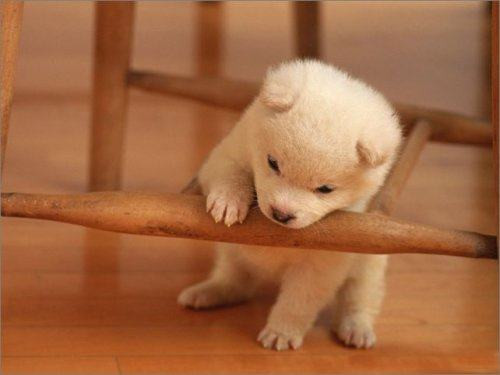 2 con giáp đen chí mạng, 2 con giáp cát lợi trong tháng 6 âm - Hình 11 2 con giap den chi mang, 2 con giap cat loi trong thang 6 am-Hinh-11