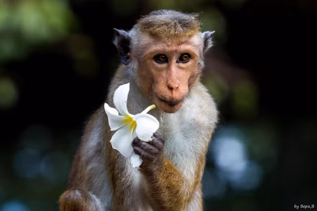 2 con giap den chi mang, 2 con giap cat loi trong thang 6 am-Hinh-9