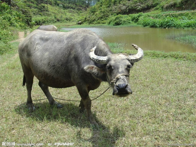 4 con giáp đổi mệnh phượng hoàng, đón cái Tết sung túc cuối năm 2021 - Hình 8 4 con giap doi menh phuong hoang, don cai Tet sung tuc cuoi nam 2021-Hinh-8