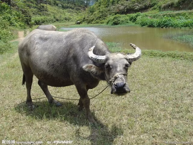 Tu vi tuan 23/08 - 29/08/2021 cho 12 con giap: Mao Ty Mui dai phat-Hinh-2